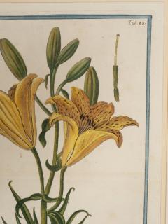 Johann Wilhelm Weinmann Johann Wilhelm Weinmann Framed Pair of Botanical Prints - 3995962