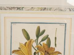 Johann Wilhelm Weinmann Johann Wilhelm Weinmann Framed Pair of Botanical Prints - 3995967