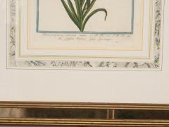 Johann Wilhelm Weinmann Johann Wilhelm Weinmann Framed Pair of Botanical Prints - 3995973