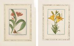 Johann Wilhelm Weinmann Johann Wilhelm Weinmann Framed Pair of Botanical Prints - 3998076