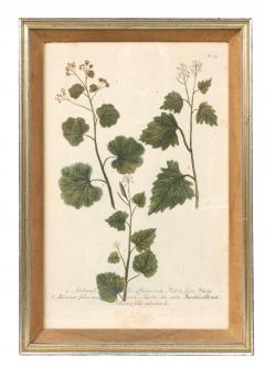 Johann Wilhelm Weinmann Set Of Eight Framed Botanicals By J Wilhelm Weinmann - 4789141