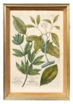 Johann Wilhelm Weinmann Set Of Eight Framed Botanicals By J Wilhelm Weinmann - 4789198