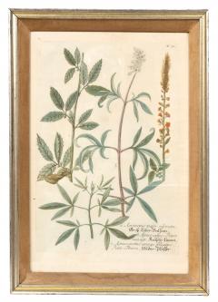 Johann Wilhelm Weinmann Set Of Eight Framed Botanicals By J Wilhelm Weinmann - 4789204
