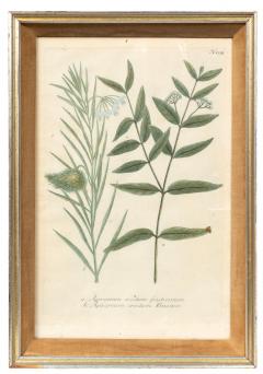 Johann Wilhelm Weinmann Set Of Eight Framed Botanicals By J Wilhelm Weinmann - 4789206