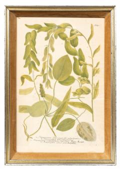 Johann Wilhelm Weinmann Set Of Eight Framed Botanicals By J Wilhelm Weinmann - 4789213