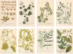 Johann Wilhelm Weinmann Set Of Eight Framed Botanicals By J Wilhelm Weinmann - 4790017