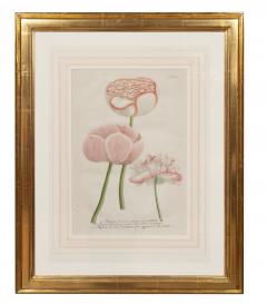 Johann Wilhelm Weinmann Set of 6 Framed Hand Coloured Botanicals Engravings By J W Weinmann - 4458742