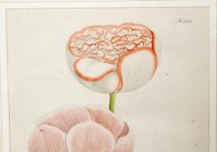 Johann Wilhelm Weinmann Set of 6 Framed Hand Coloured Botanicals Engravings By J W Weinmann - 4458753