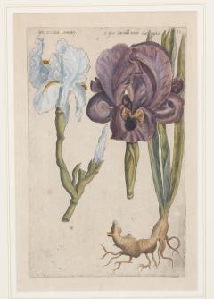 Johann Wilhelm Weinmann Set of 6 Framed Hand Coloured Botanicals Engravings By J W Weinmann - 4458776