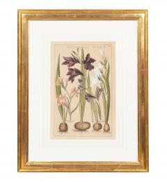 Johann Wilhelm Weinmann Set of 6 Framed Hand Coloured Botanicals Engravings By J W Weinmann - 4458805