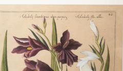 Johann Wilhelm Weinmann Set of 6 Framed Hand Coloured Botanicals Engravings By J W Weinmann - 4458815