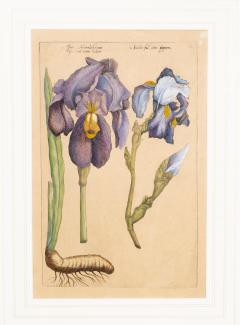 Johann Wilhelm Weinmann Set of 6 Framed Hand Coloured Botanicals Engravings By J W Weinmann - 4458893