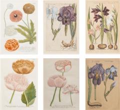 Johann Wilhelm Weinmann Set of 6 Framed Hand Coloured Botanicals Engravings By J W Weinmann - 4459034