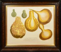 Johann Wilhelm Weinmann Set of Four Gourds - 781422