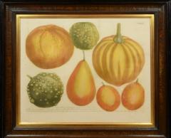 Johann Wilhelm Weinmann Set of Four Gourds - 781423