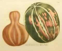 Johann Wilhelm Weinmann Set of Four Gourds - 782603