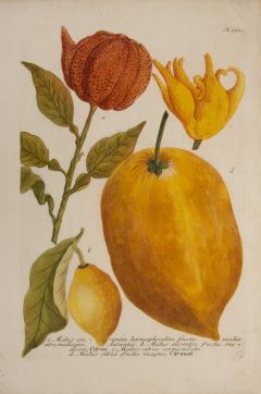 Johann Wilhelm Weinmann WEINMANN Johann Wilhelm Pair of Citrus Fruits  - 2551995