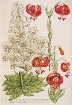 Johann Wilhelm Weinmann WEINMANN Johann Wilhelm Turk s Cap Lilies - 2661793