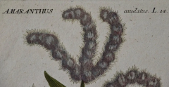 Johann Wilhelm Weinmann Weinmann 18th Century Hand Colored Botanical Engraving Amaranthus seu Blitum  - 2684667