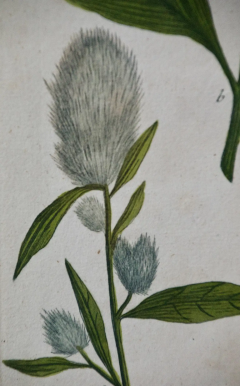 Johann Wilhelm Weinmann Weinmann 18th Century Hand Colored Botanical Engraving Amaranthus seu Blitum  - 2684682