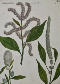 Johann Wilhelm Weinmann Weinmann 18th Century Hand Colored Botanical Engraving Amaranthus seu Blitum  - 2684685