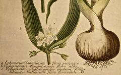 Johann Wilhelm Weinmann Weinmann 18th Century Hand Colored Botanical Engraving Ephemerum Virginianum  - 2694630