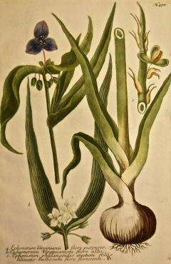Johann Wilhelm Weinmann Weinmann 18th Century Hand Colored Botanical Engraving Ephemerum Virginianum  - 2694671