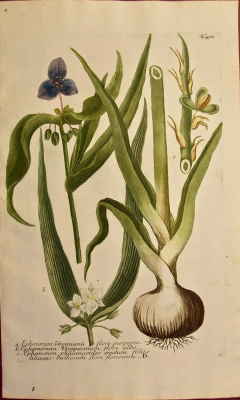 Johann Wilhelm Weinmann Weinmann 18th Century Hand Colored Botanical Engraving Ephemerum Virginianum  - 2694674