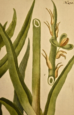 Johann Wilhelm Weinmann Weinmann 18th Century Hand Colored Botanical Engraving Ephemerum Virginianum  - 2694676