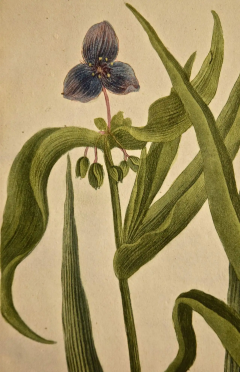 Johann Wilhelm Weinmann Weinmann 18th Century Hand Colored Botanical Engraving Ephemerum Virginianum  - 2694678