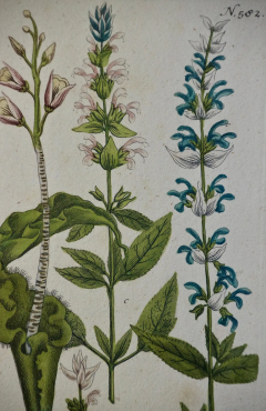 Johann Wilhelm Weinmann Weinmann 18th Century Hand Colored Botanical Engraving Horminum Peregrinum  - 2694973