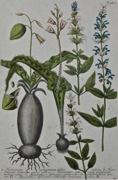 Johann Wilhelm Weinmann Weinmann 18th Century Hand Colored Botanical Engraving Horminum Peregrinum  - 2701193