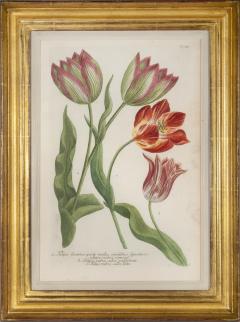 Johann Wilhelm Weinmann Weinmann Johann A Group of Six Tulips - 2656656