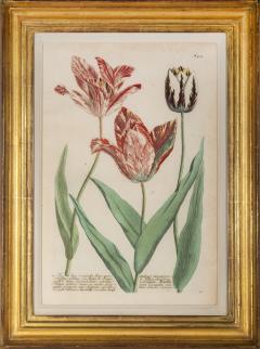 Johann Wilhelm Weinmann Weinmann Johann A Group of Six Tulips - 2656658