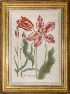 Johann Wilhelm Weinmann Weinmann Johann A Group of Six Tulips - 2656659