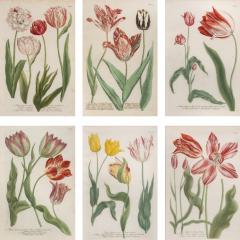 Johann Wilhelm Weinmann Weinmann Johann A Group of Six Tulips - 2670566