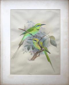 Johannes Gerardus Keulemans A MONOGRAPH OF THE MEROPIDAE OR FAMILY OF THE BEE EATERS - 2922801