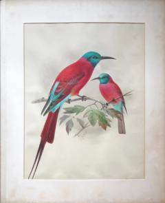 Johannes Gerardus Keulemans A MONOGRAPH OF THE MEROPIDAE OR FAMILY OF THE BEE EATERS - 2922802
