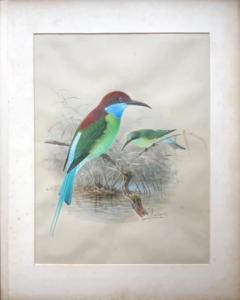 Johannes Gerardus Keulemans A MONOGRAPH OF THE MEROPIDAE OR FAMILY OF THE BEE EATERS - 2922853