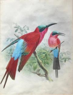 Johannes Gerardus Keulemans A MONOGRAPH OF THE MEROPIDAE OR FAMILY OF THE BEE EATERS - 2922865