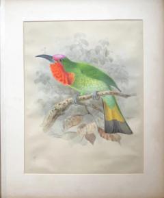 Johannes Gerardus Keulemans A MONOGRAPH OF THE MEROPIDAE OR FAMILY OF THE BEE EATERS - 2922874