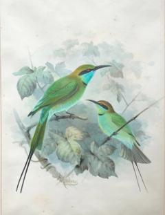 Johannes Gerardus Keulemans PREPARATORY DRAWINGS FOR A MONOGRAPH OF THE MEROPIDAE - 2922798