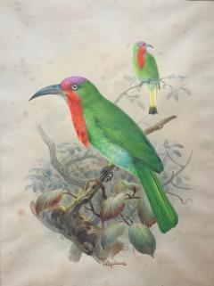 Johannes Gerardus Keulemans PREPARATORY DRAWINGS FOR A MONOGRAPH OF THE MEROPIDAE - 2922805