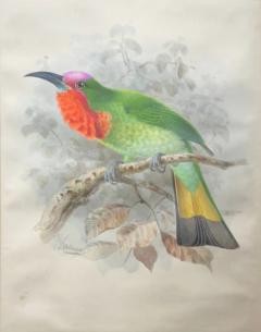 Johannes Gerardus Keulemans PREPARATORY DRAWINGS FOR A MONOGRAPH OF THE MEROPIDAE - 2922847