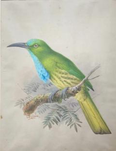 Johannes Gerardus Keulemans PREPARATORY DRAWINGS FOR A MONOGRAPH OF THE MEROPIDAE - 2922854