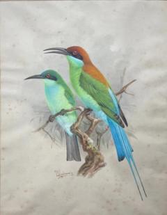 Johannes Gerardus Keulemans PREPARATORY DRAWINGS FOR A MONOGRAPH OF THE MEROPIDAE - 2922870