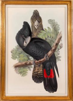 John Gould A Group of Four Parrots by John GOULD - 4103503
