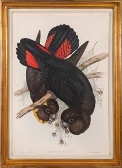 John Gould A Group of Four Parrots by John GOULD - 4103504