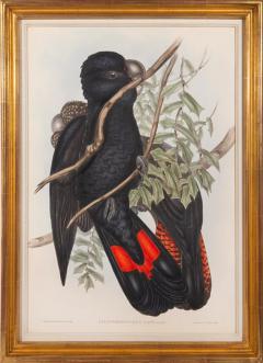 John Gould A Group of Four Parrots by John GOULD - 4103505