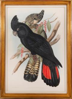 John Gould A Group of Four Parrots by John GOULD - 4103506